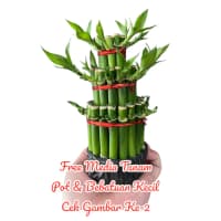 Bambu Hoki Gratis Media Tanam Pot & Bebatuan Kecil